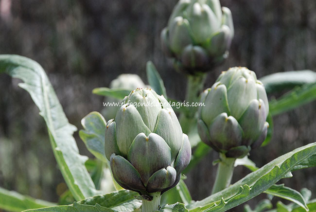 Dieta de la alcachofa