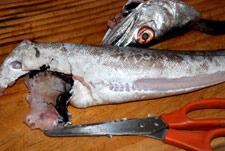 Limpiar la pescadilla Limpiar la pescadilla