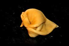 Doblar puntas contrarias y cerrar el tortellini casero