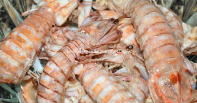 Como cocer galeras o cigalas