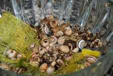 Eliminar caracoles vacíos y cáscaras