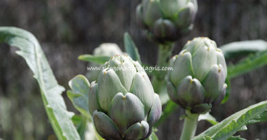 Limpiar y pelar alcachofas o alcauciles