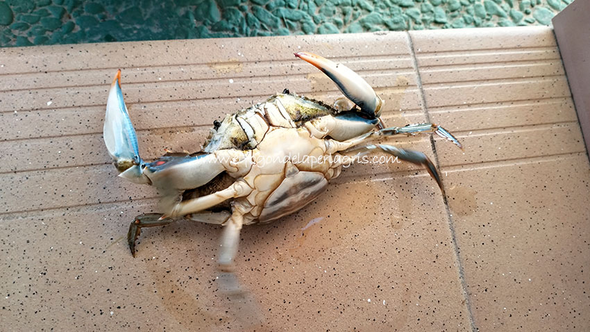 Cangrejo azul hembra