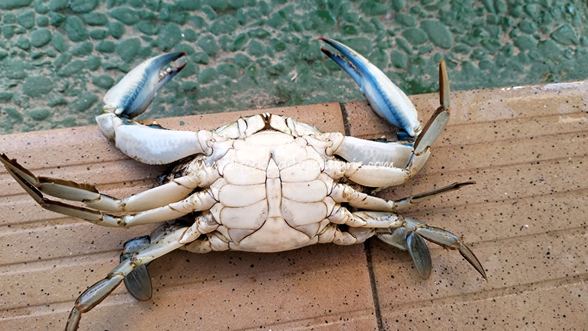 Cangrejo azul macho