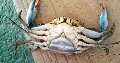 Cómo cocinar cangrejo azul y diferencia entre macho y hembra