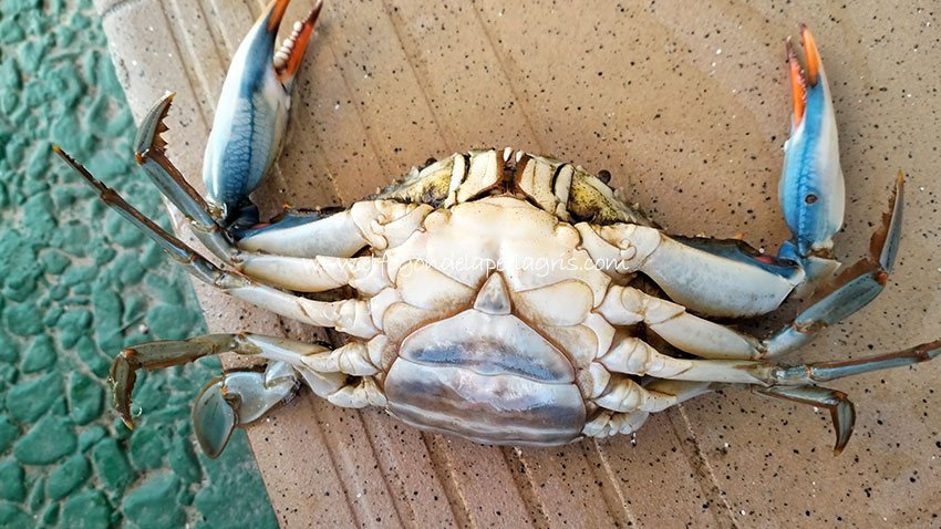 Cómo cocinar cangrejo azul y diferencia entre macho y hembra
